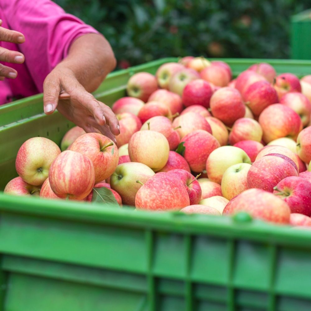 apple-fruit-harvest-orchard_342744-314