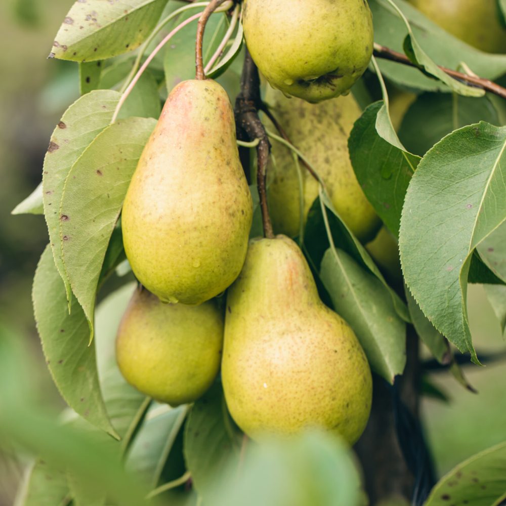 Ripe pears on tree branches in autumn garden, blurred background.